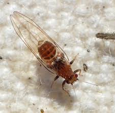 Attēlu rezultāti vaicājumam “Trioza dispar”