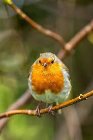 Attēlu rezultāti vaicājumam “Erithacus rubecula adult”