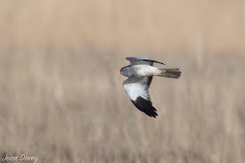 Image result for Pembrokeshire Harriers