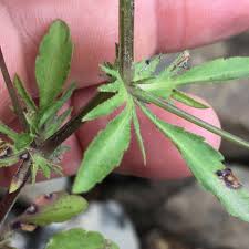 Attēlu rezultāti vaicājumam “Viola arvensis leaf”