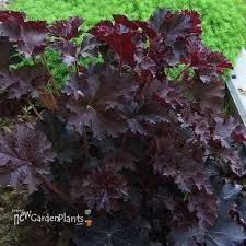 Image result for Heuchera `Palace Purple`