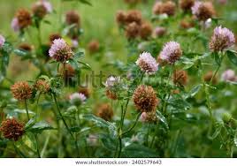 Attēlu rezultāti vaicājumam “Trifolium fragiferum flower”