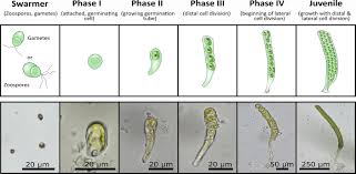 Attēlu rezultāti vaicājumam “Aloina rigida sporophyte”