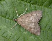 Attēlu rezultāti vaicājumam “Udea prunalis”