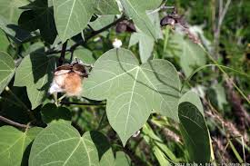 Attēlu rezultāti vaicājumam “Malvaceae”