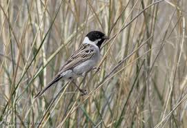 Image result for Emberiza pallasi