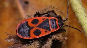 Attēlu rezultāti vaicājumam “Pyrrhocoris apterus”