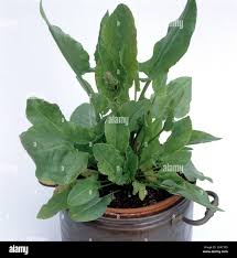 Image result for Sauerampfer