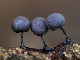 Attēlu rezultāti vaicājumam “Lamproderma violaceum”