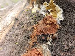 Attēlu rezultāti vaicājumam “Heterotrichia oerstedii (syn. Arcyria oerstedii) sessile”