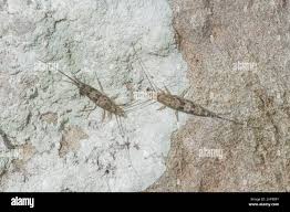 Attēlu rezultāti vaicājumam “Machilidae”