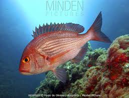 Image result for Dentex dentex