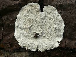 Attēlu rezultāti vaicājumam “Cystostereum murrayi”