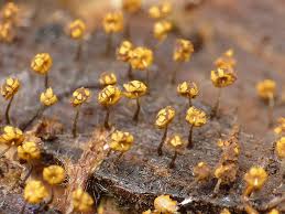 Attēlu rezultāti vaicājumam “Physarum viride stalked”