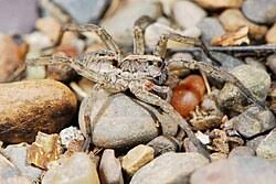 Attēlu rezultāti vaicājumam “Lycogala irregulare sessile”