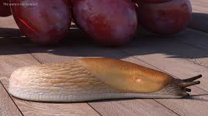 Attēlu rezultāti vaicājumam “Arion lusitanicus adult”