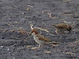 Image result for Passer hispaniolensis