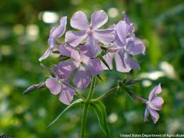 Attēlu rezultāti vaicājumam “Carex pilosa flower”