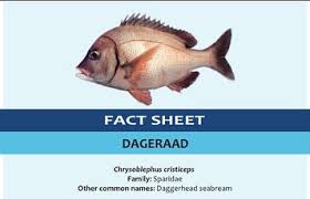 Image result for Chrysoblephus cristiceps