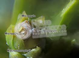 Attēlu rezultāti vaicājumam “Juniperus communis female flower”
