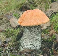 Attēlu rezultāti vaicājumam “Leccinum versipelle”