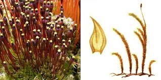 Attēlu rezultāti vaicājumam “Leucodon sciuroides”