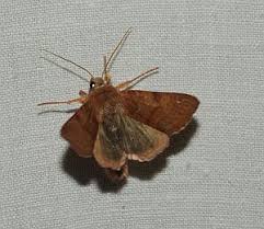 Attēlu rezultāti vaicājumam “Agrochola helvola imago”