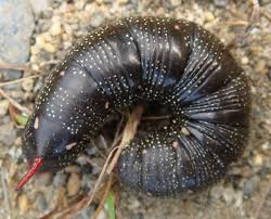 Attēlu rezultāti vaicājumam “Hyles gallii imago”