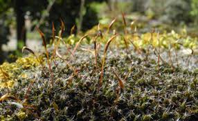 Attēlu rezultāti vaicājumam “Tortula truncata sporophyte”
