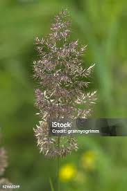 Attēlu rezultāti vaicājumam “Laserpitium latifolium flower”