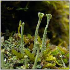 Attēlu rezultāti vaicājumam “Cladonia ochrochlora”