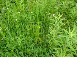 Attēlu rezultāti vaicājumam “Potentilla norvegica leaf”