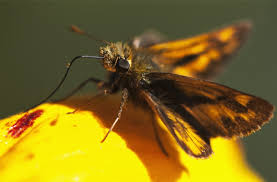 Attēlu rezultāti vaicājumam “Hesperiidae”