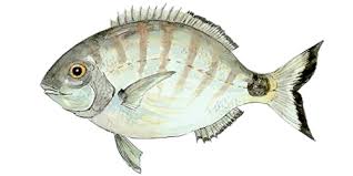 Image result for Diplodus sargus
