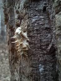 Attēlu rezultāti vaicājumam “Akanthomyces aculeatus”