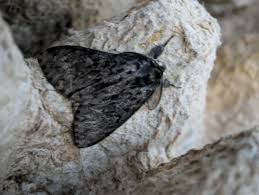 Attēlu rezultāti vaicājumam “Lymantria monacha pupa”