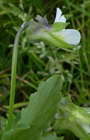 Attēlu rezultāti vaicājumam “Viola arvensis bud”
