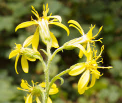 Attēlu rezultāti vaicājumam “Solidago virgaurea leaf”