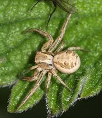 Attēlu rezultāti vaicājumam “Xysticus ulmi adult”