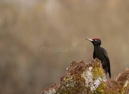 Attēlu rezultāti vaicājumam “Dryocopus martius”