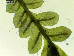 Attēlu rezultāti vaicājumam “Pohlia cruda”