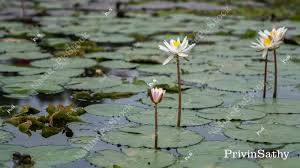 Attēlu rezultāti vaicājumam “Nymphaeaceae”