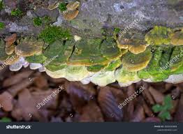 Attēlu rezultāti vaicājumam “Cerrena unicolor”