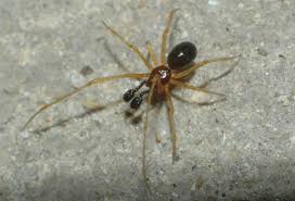 Attēlu rezultāti vaicājumam “Neottiura bimaculata female”