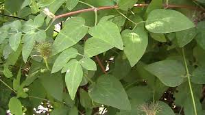 Attēlu rezultāti vaicājumam “Clematis leaf”