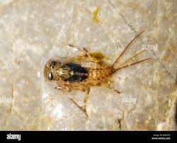 Attēlu rezultāti vaicājumam “Ephemeroptera larvae”