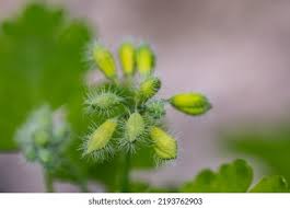 Attēlu rezultāti vaicājumam “Chelidonium majus bud”