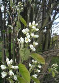 Attēlu rezultāti vaicājumam “Amelanchier spicata”