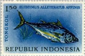 Image result for Euthynnus affinis