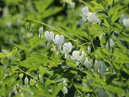 Image result for tränendes Herz